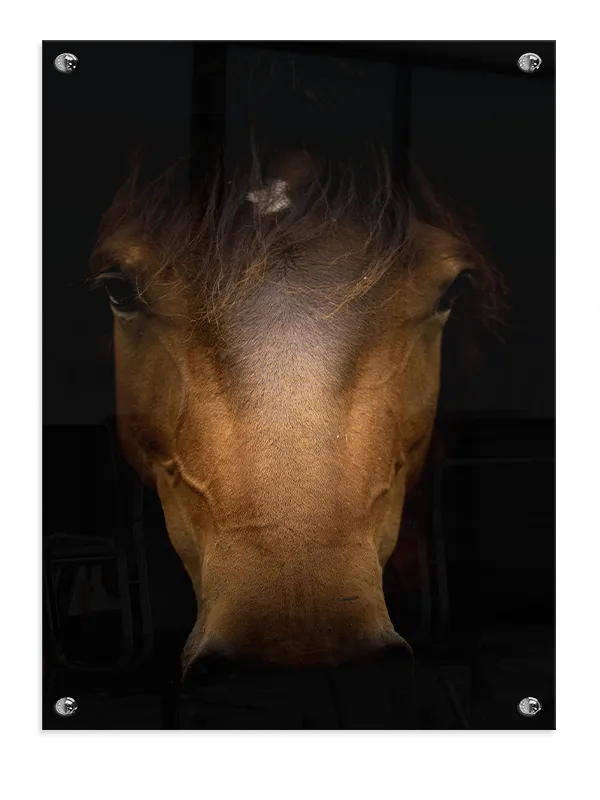Horse Portrait Plakat