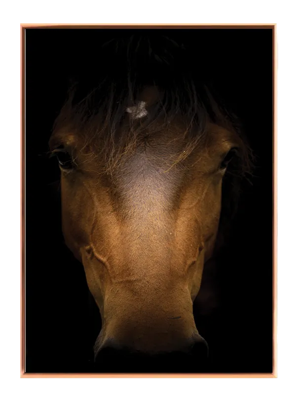 Horse Portrait Plakat