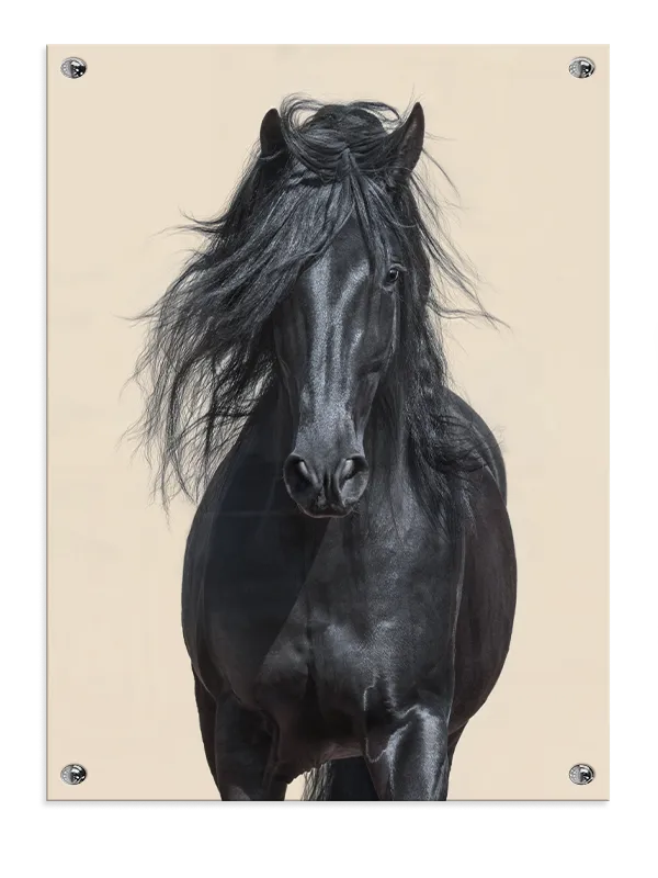 Friesian Horse Plakat