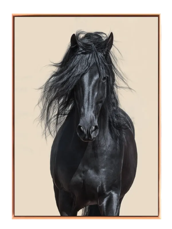 Friesian Horse Plakat