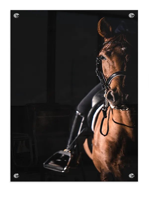 Chestnut Horse Plakat
