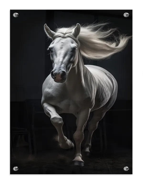 White Arabian Horse Plakat