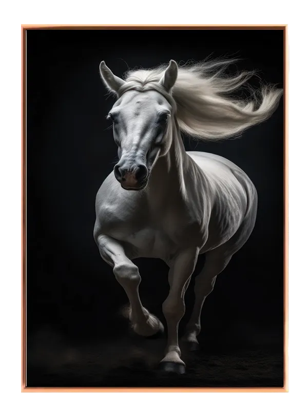 White Arabian Horse Plakat