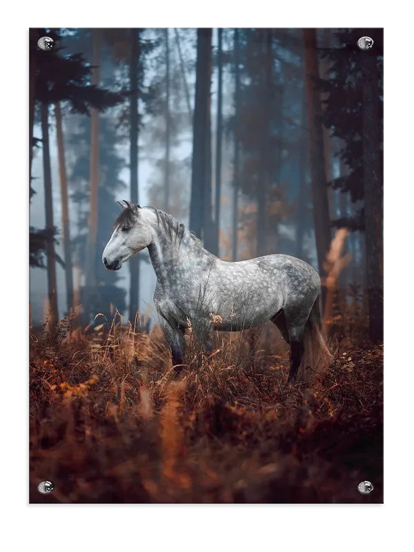 Dapple Gray Horse Plakat