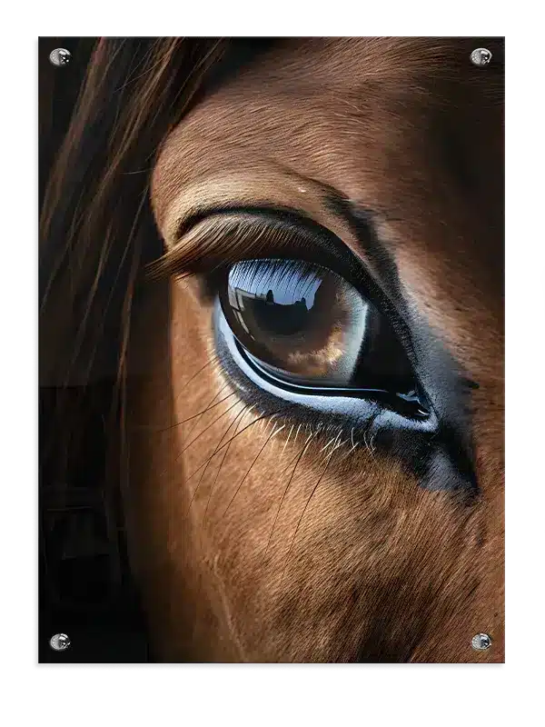 Horse Eye Close Up Plakat