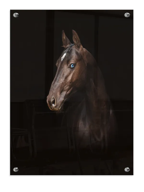 Horse Blue Eye Plakat