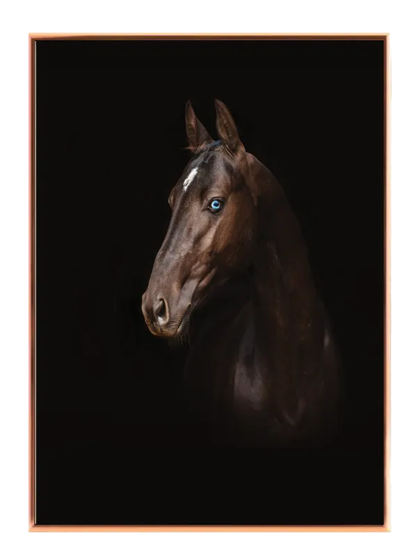 Horse Blue Eye Plakat