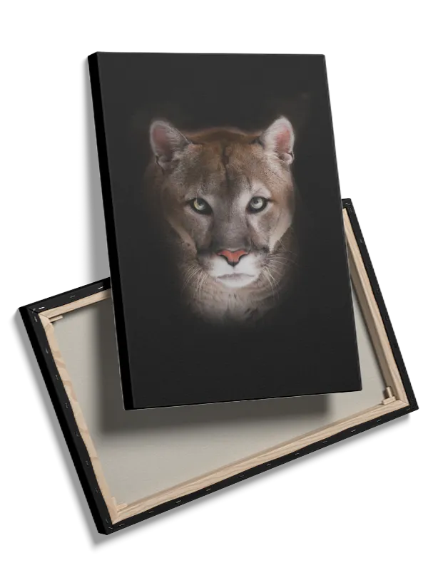 Mountain Lion Plakat