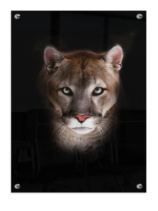 Mountain Lion Plakat