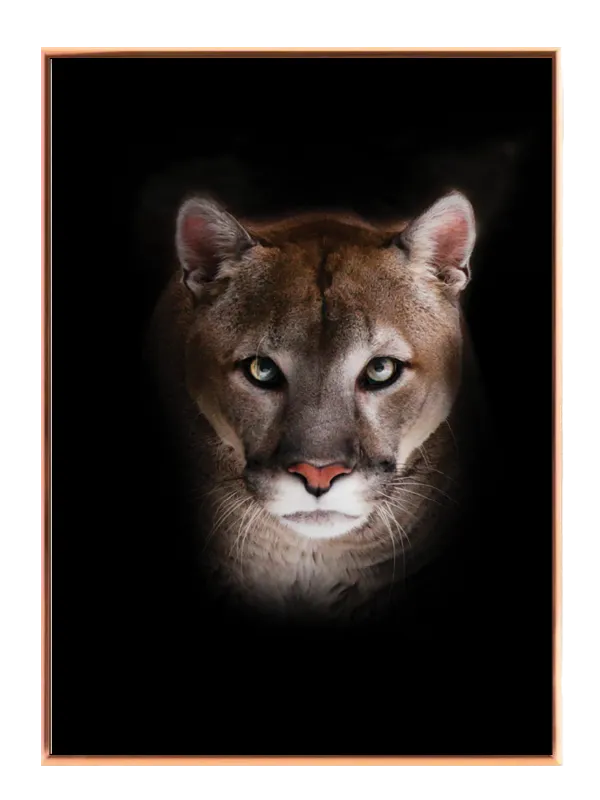 Mountain Lion Plakat
