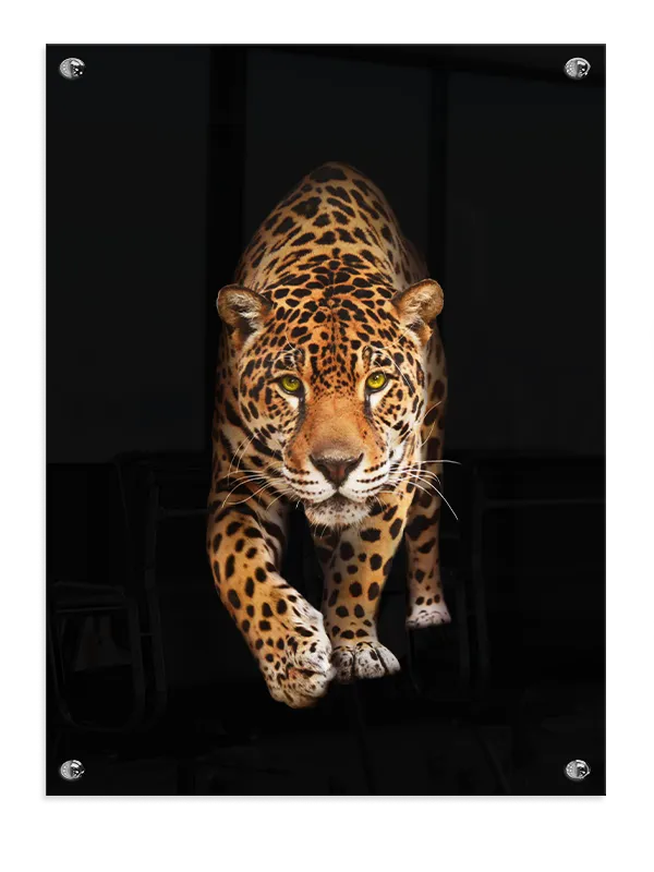 Kat Jaguar Plakat