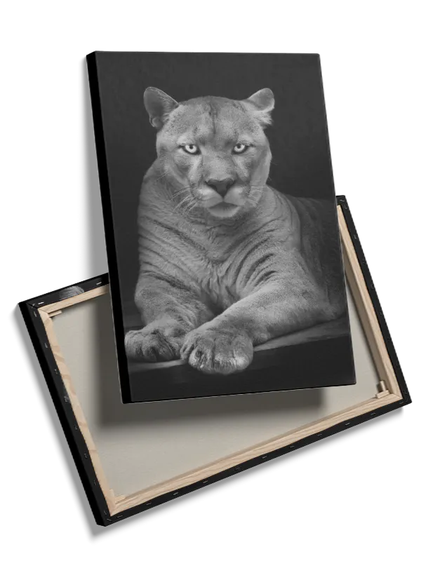 Kat Cougar Resting Plakat