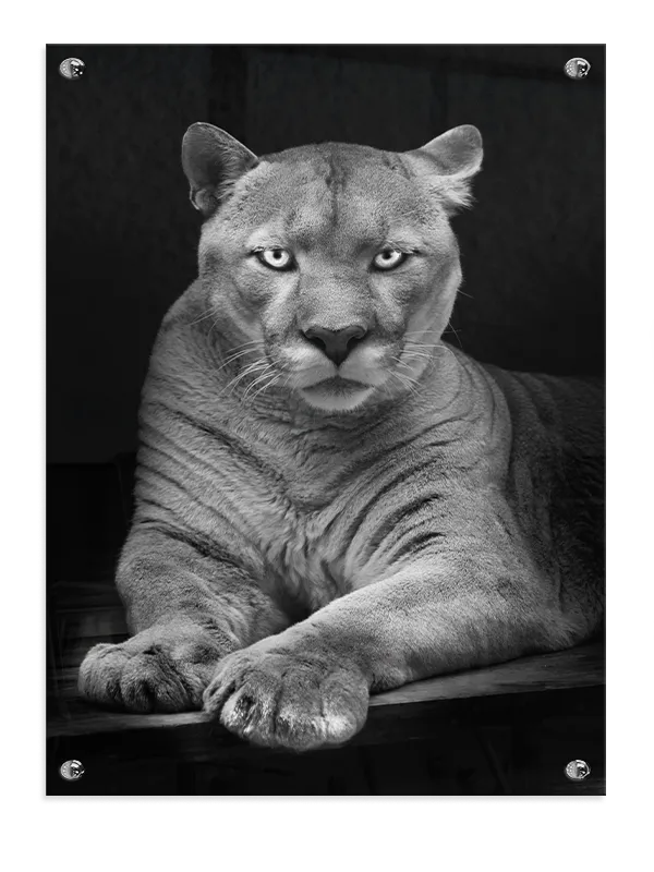 Kat Cougar Resting Plakat