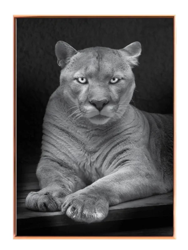 Kat Cougar Resting Plakat