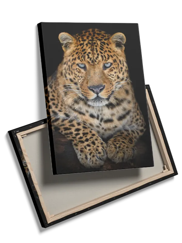 Leopard Resting Plakat