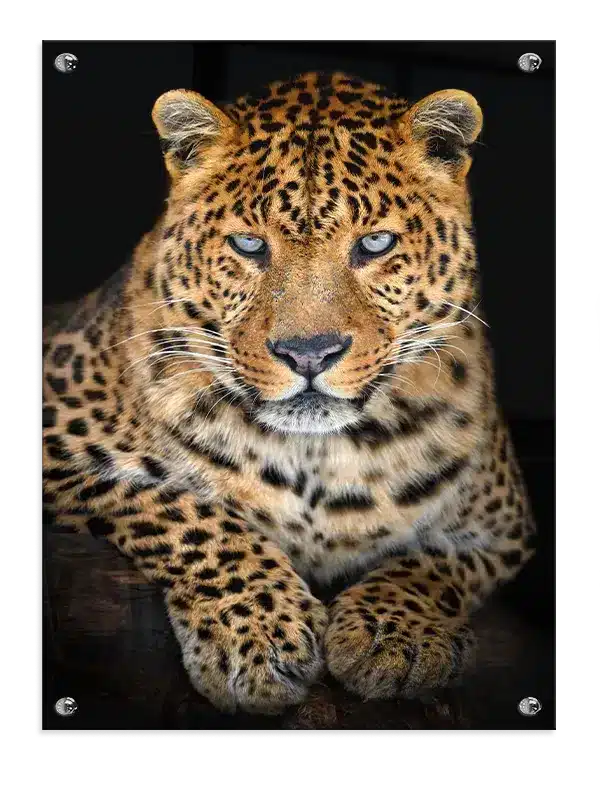 Leopard Resting Plakat