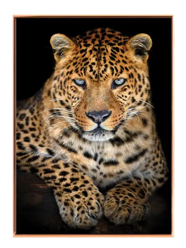 Leopard Resting Plakat