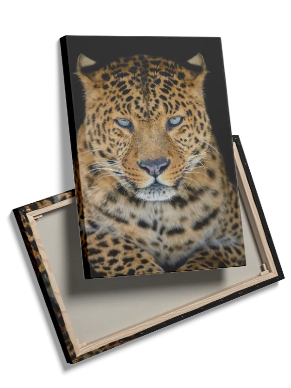 Leopard Face Plakat