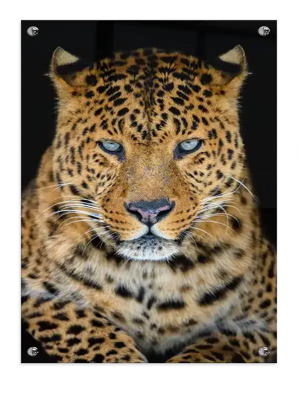 Leopard Face Plakat