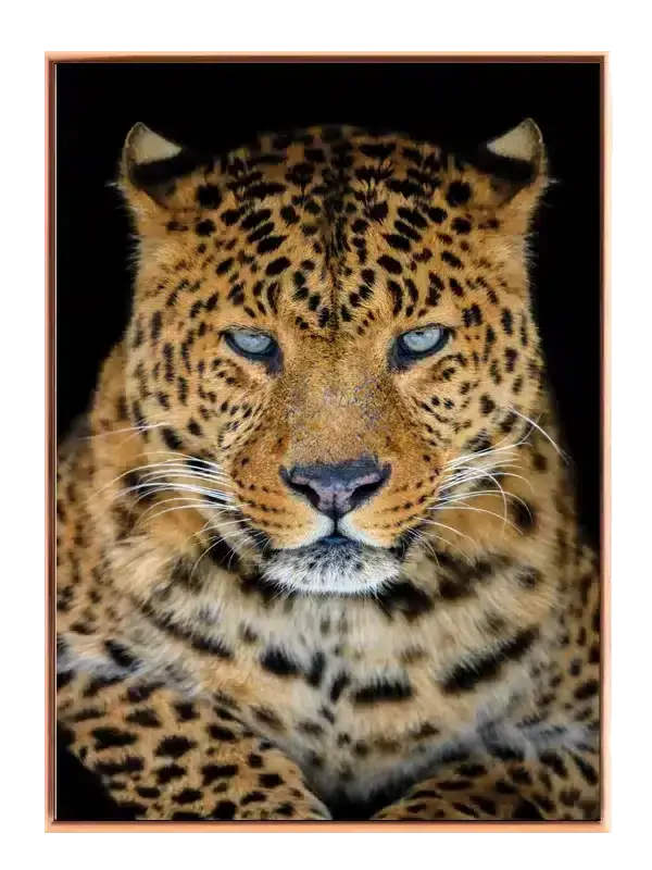 Leopard Face Plakat