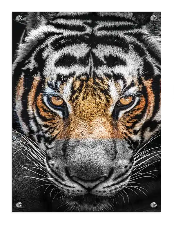Tiger Face Plakat