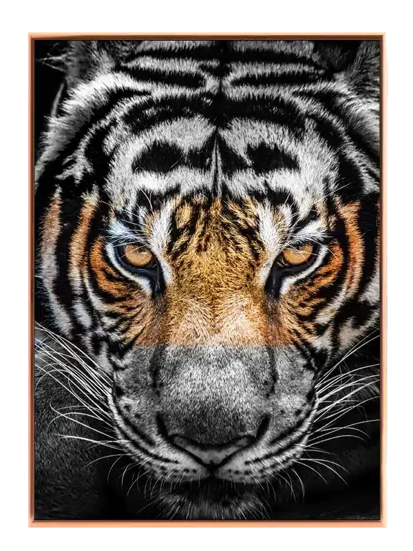 Tiger Face Plakat