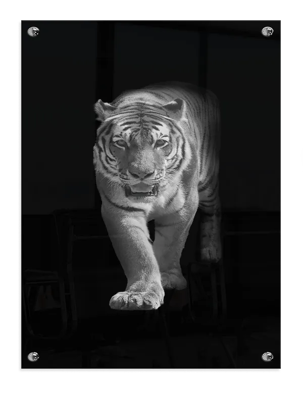 Tiger Walking Plakat