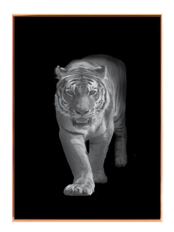 Tiger Walking Plakat