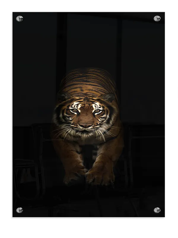 Tiger Plakat