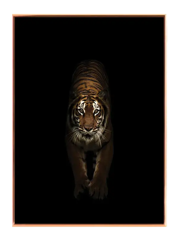 Tiger Plakat