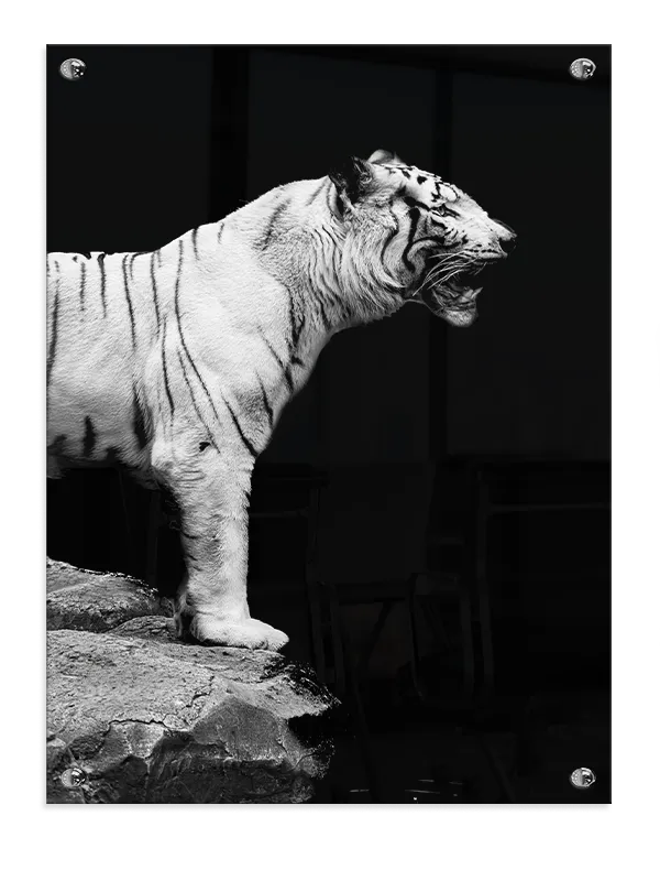 White Tiger Profile Plakat