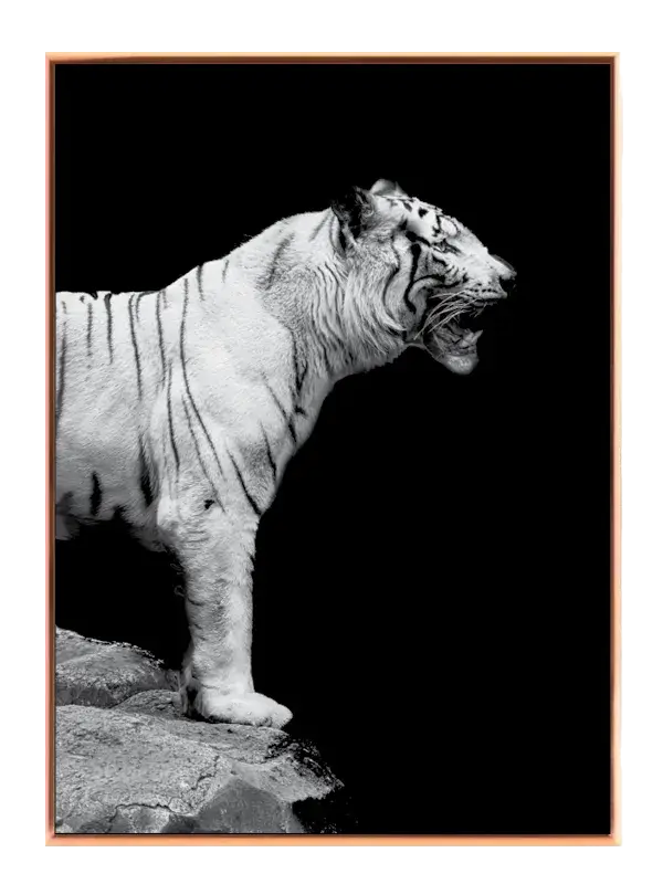 White Tiger Profile Plakat