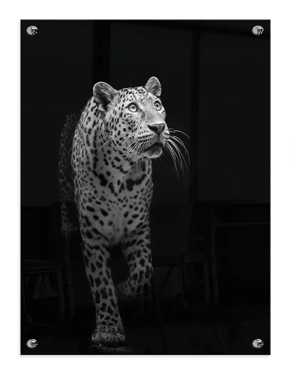 Leopard In Motion Plakat