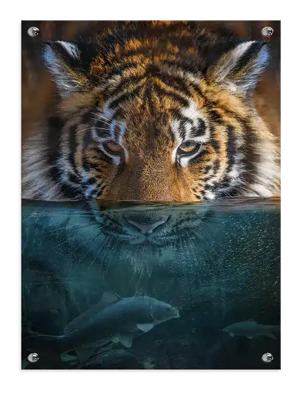 Tiger Underwater Plakat