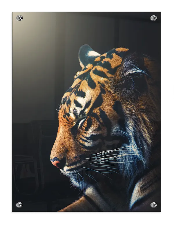 Tiger Profile Plakat