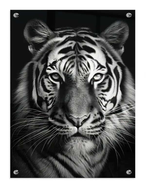 Tiger Black Background Plakat