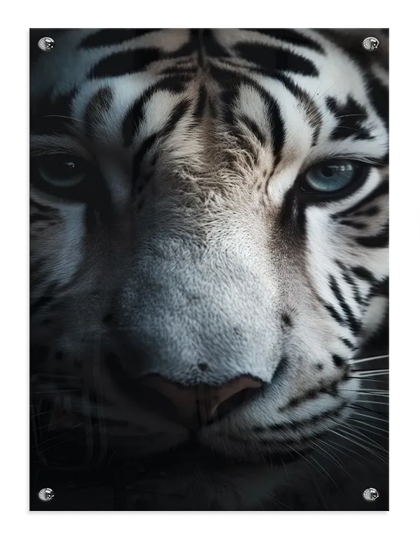White Tiger No6 Plakat