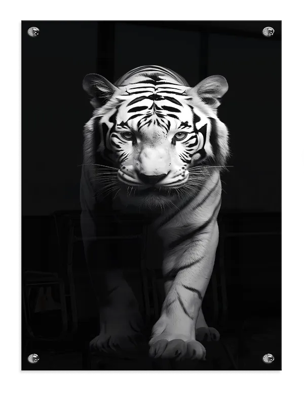 White Tiger Portrait Plakat