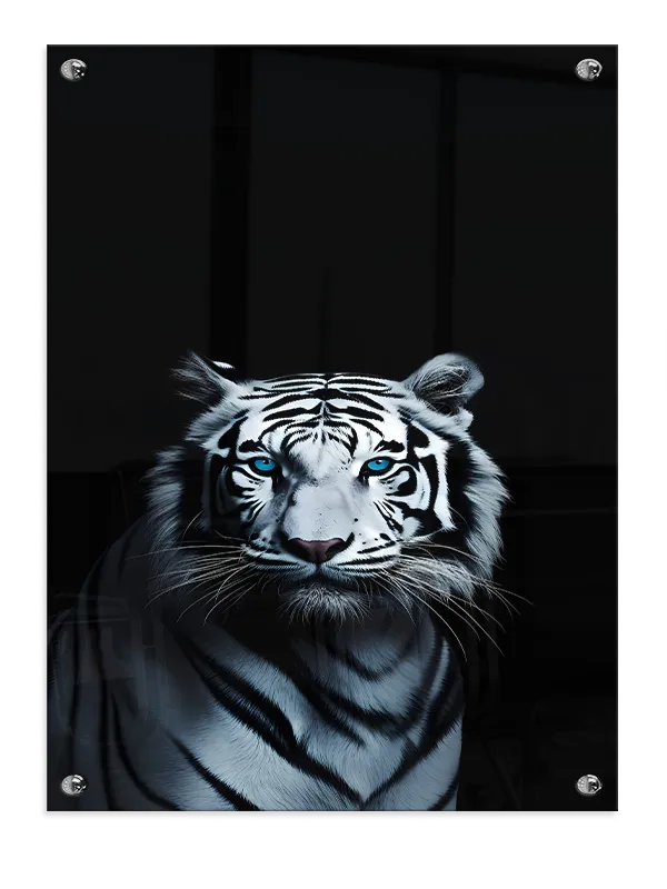 White Tiger Blue Eyes Plakat