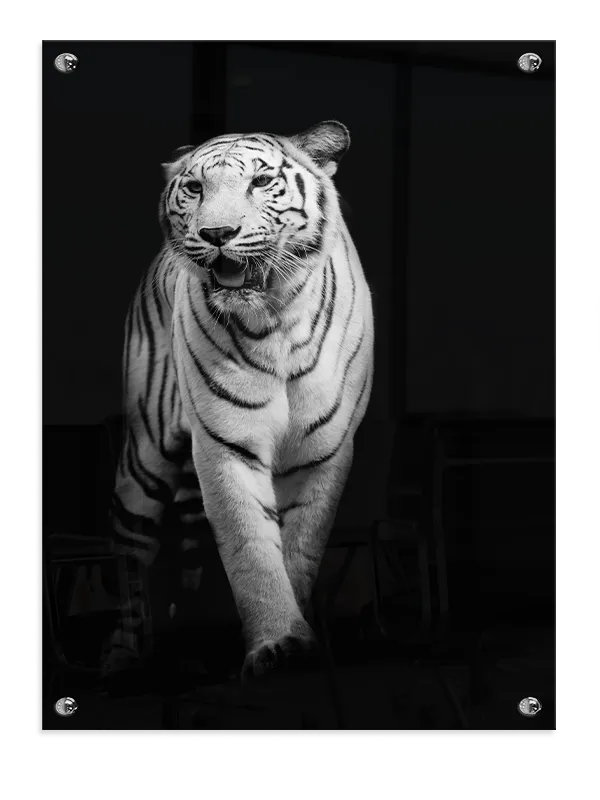 White Tiger Walk Plakat