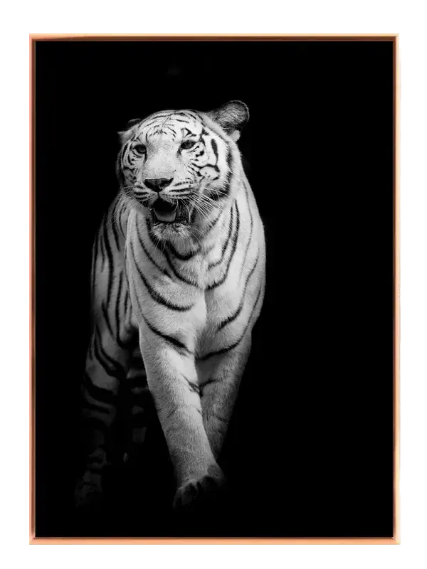 White Tiger Walk Plakat