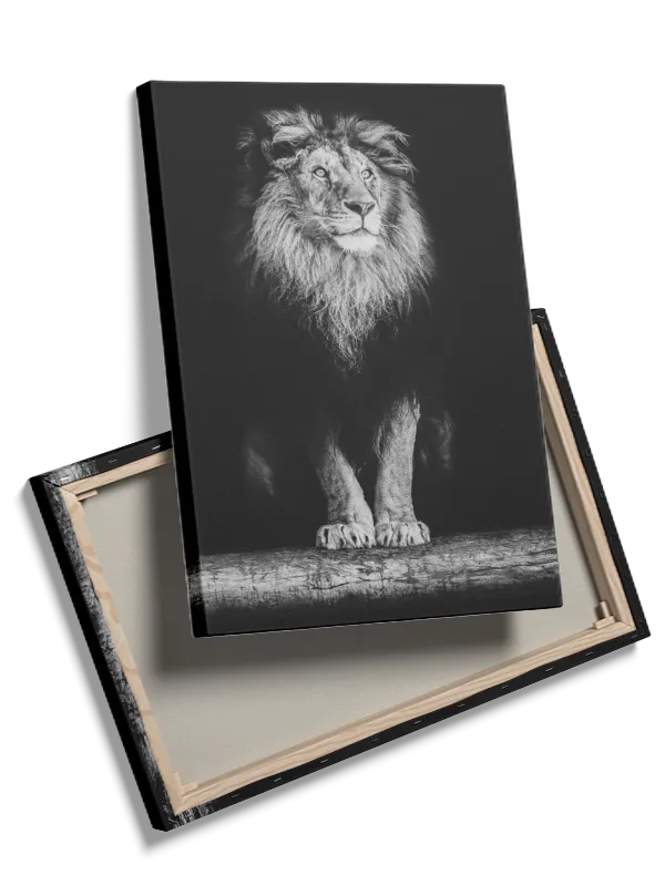 Lion Standing Plakat