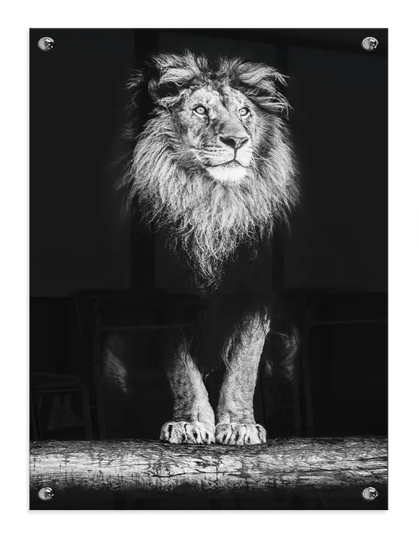 Lion Standing Plakat