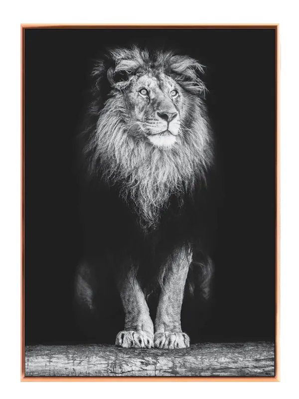 Lion Standing Plakat