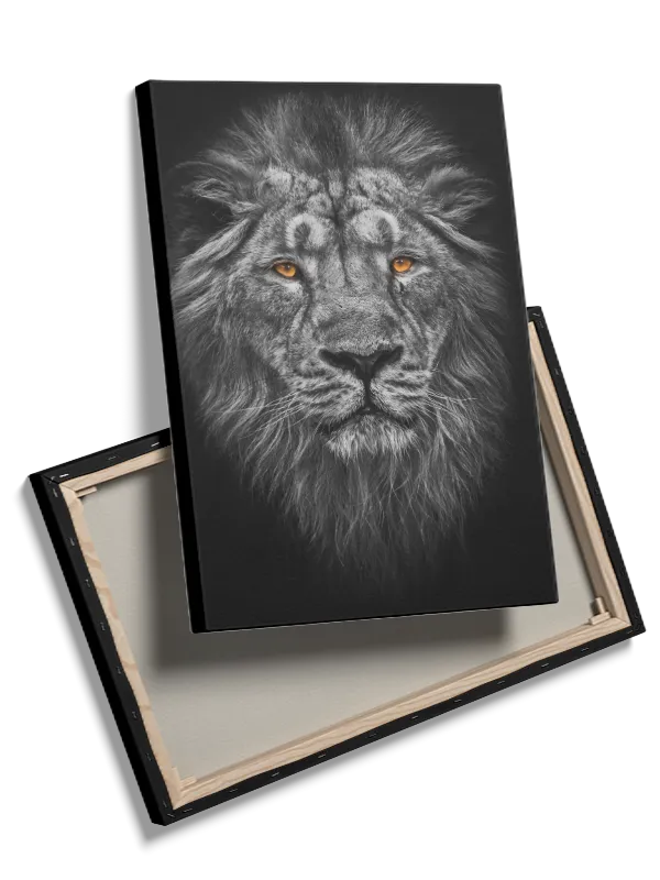 Lion Intense Stare Plakat