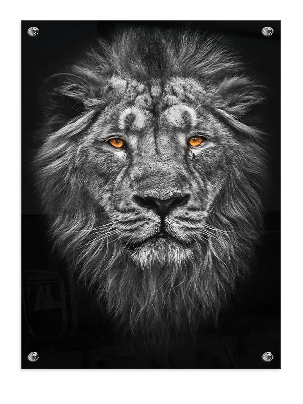 Lion Intense Stare Plakat