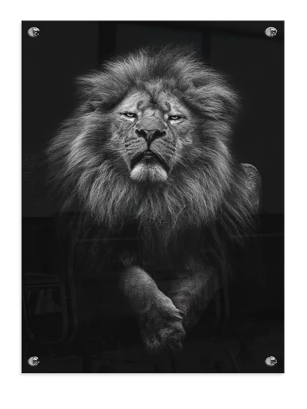 Lion Black Background Plakat