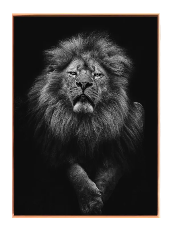 Lion Black Background Plakat