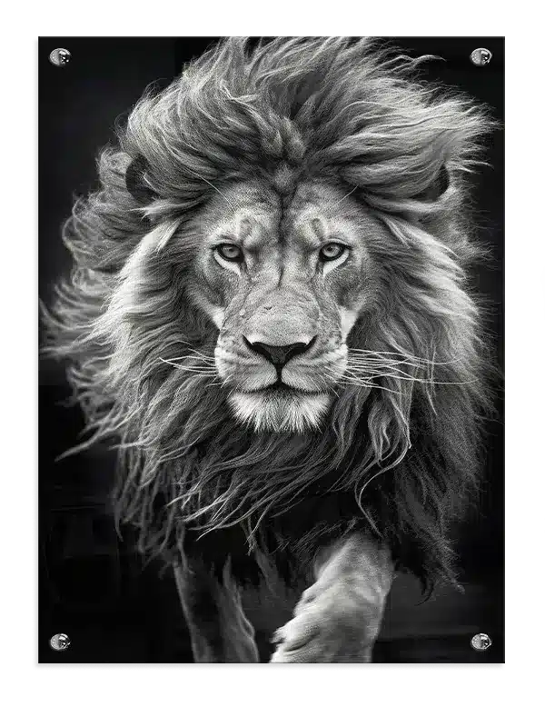 Lion Portrait III Plakat