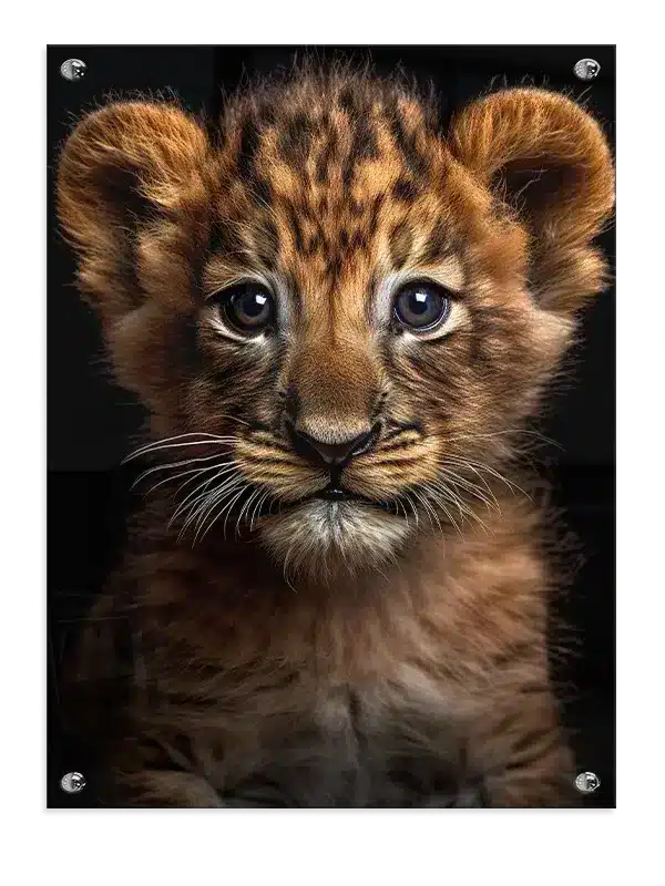 Lion Cub Close Up Plakat